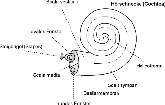 [Abb. 2.5] Seitlicher Längsschnitt der gewundenen Cochlea