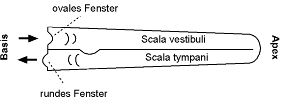 [Abb. 2.11] Auslenkung der Basilarmembran (1)