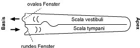 [Abb. 2.12] Auslenkung der Basilarmembran (2)