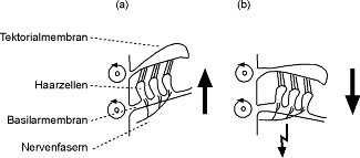 [Abb. 2.15] Auslenkung der Stereozilien durch Relativbewegungen von Basilar- und Tektorialmembran