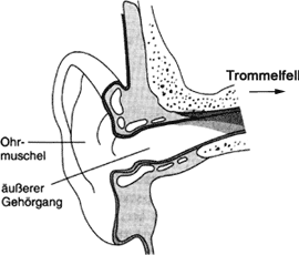 [Abb. 2.2] Das Außenohr
