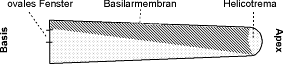 [Abb. 2.8] Längsschnitt der Cochlea und Breite der Basilarmembran