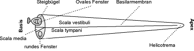 [Abb. 2.6] Seitlicher Längsschnitt der "entrollten" Cochlea