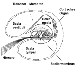 [Abb. 2.7] Querschnitt der Cochlea