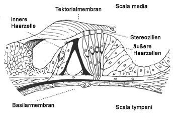 [Abb. 2.9] Querschnitt des Cortischen Organs