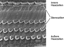 [Abb. 2.16] Elektronenmikroskopaufnahme innerer und äußerer Haarzellen