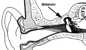 [Abb. 2.3] Das Mittelohr