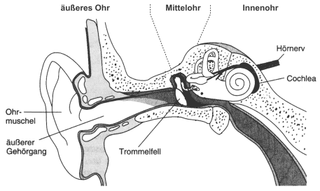 [Abb. 2.1] Peripheres auditives System